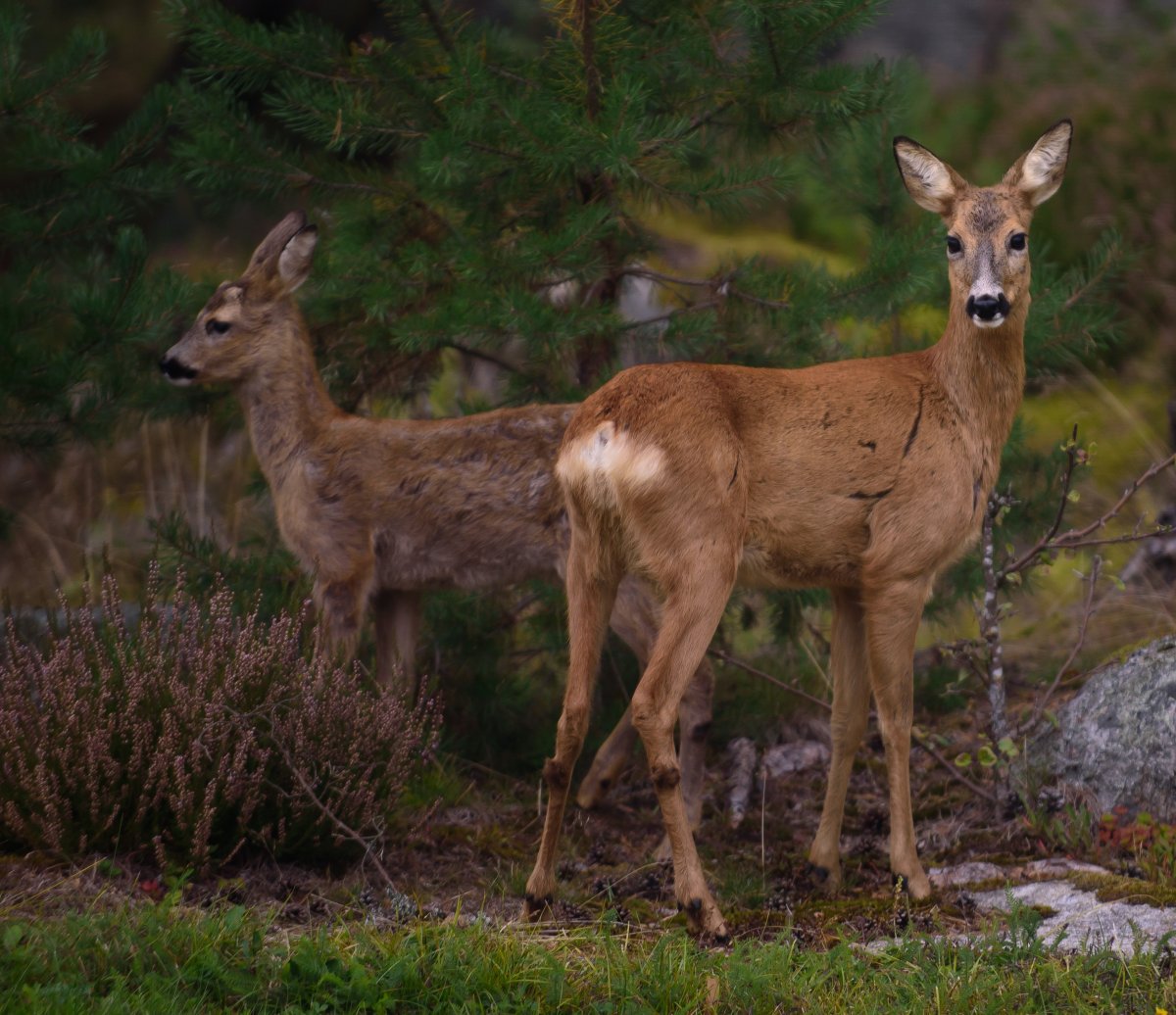 Сибирская кабарга