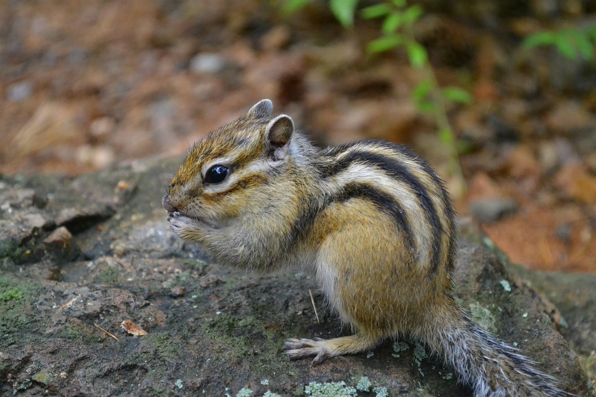 Алханай бурундуки