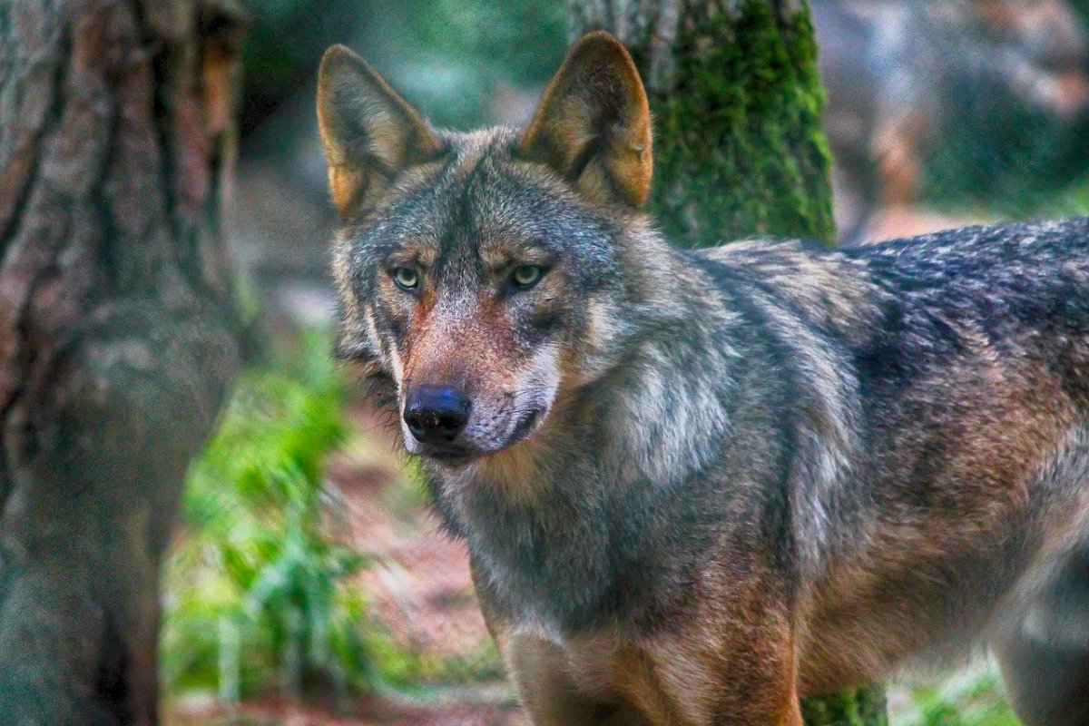 Степной монгольский волк