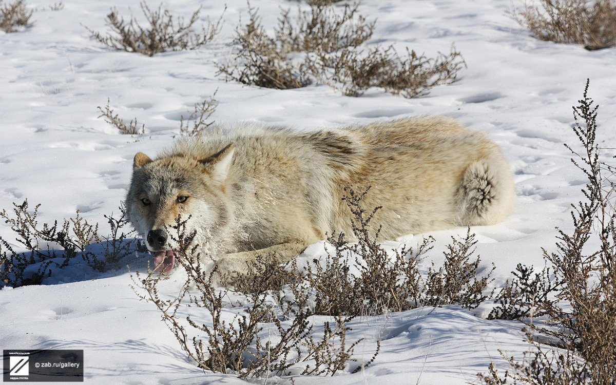 Волк в лесостепи