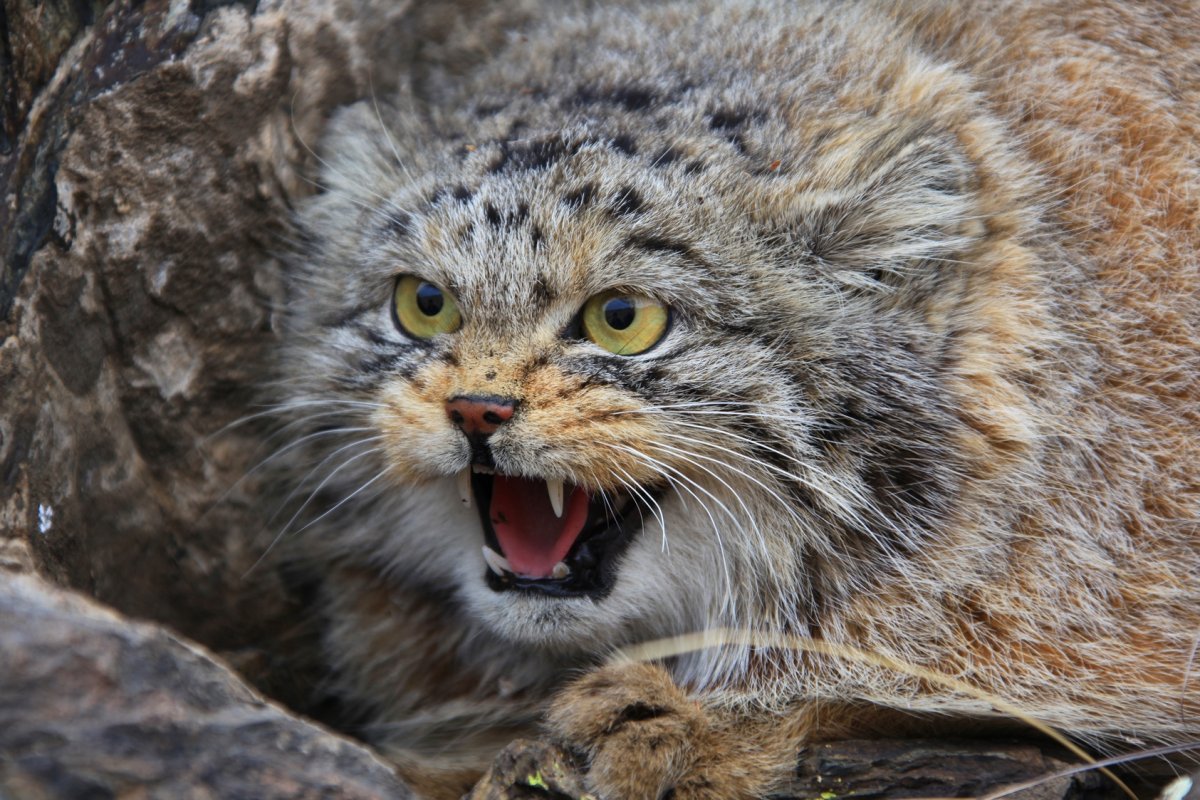 Кот Манул Даурский заповедник