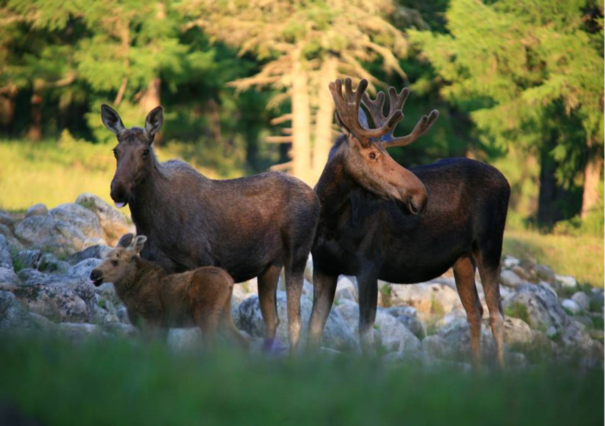 Сохондинский заповедник изюбри