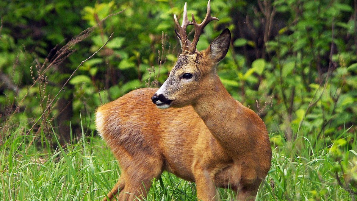 Парнокопытные косуля