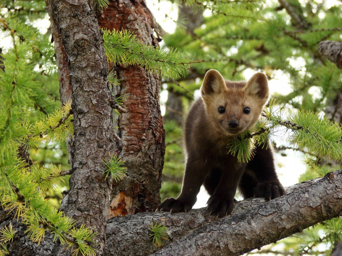 Байкало-Ленский заповедник Соболь