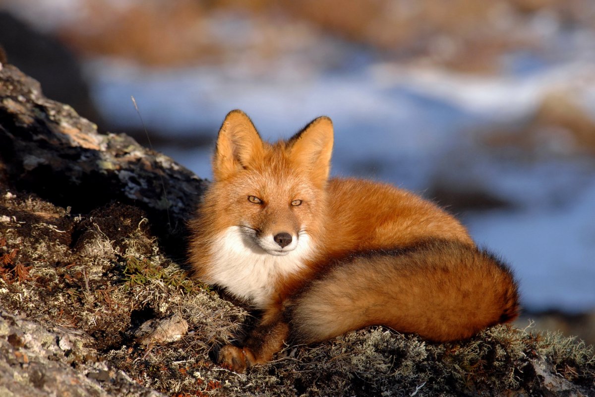 Лисица в Баргузинском заповеднике