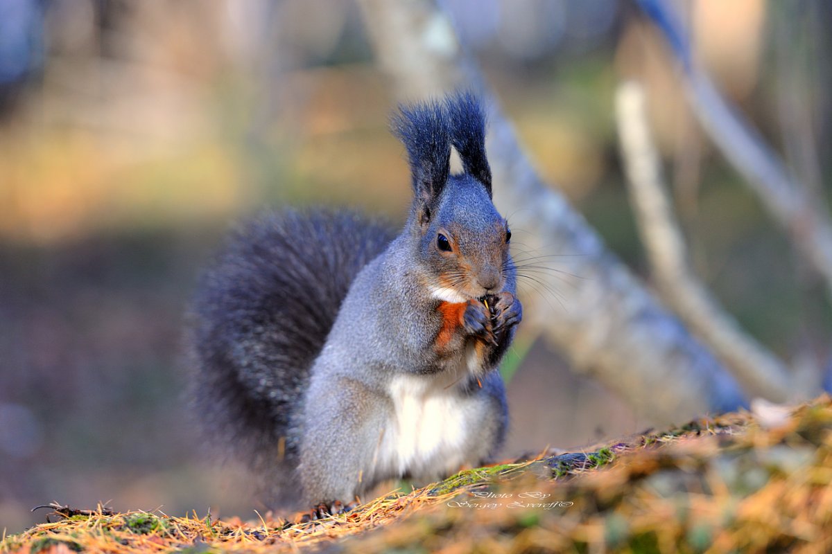 Белка Камчатка