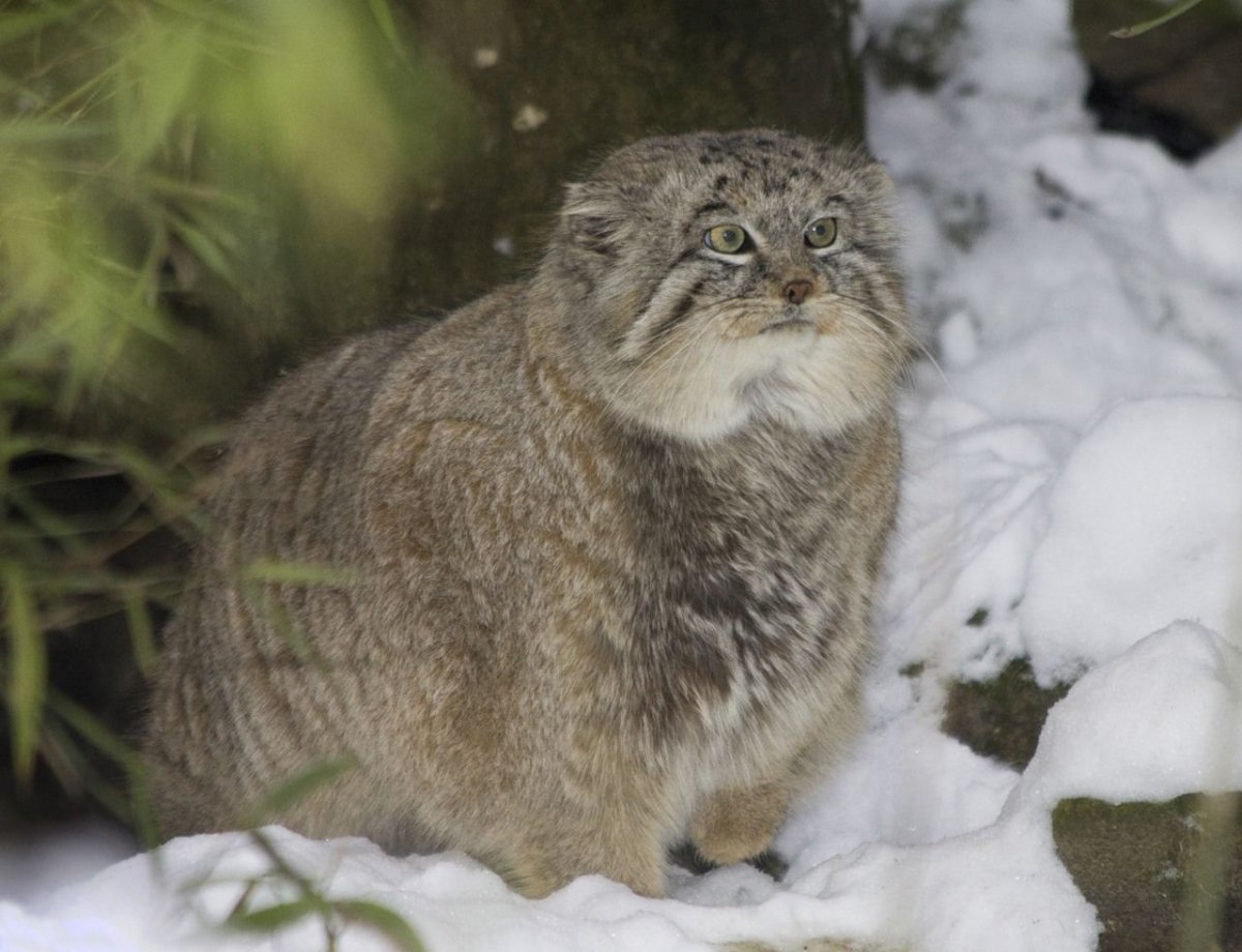 Манул одомашненный кошка