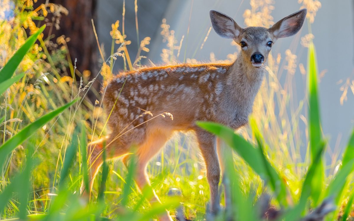 Косуля в природе