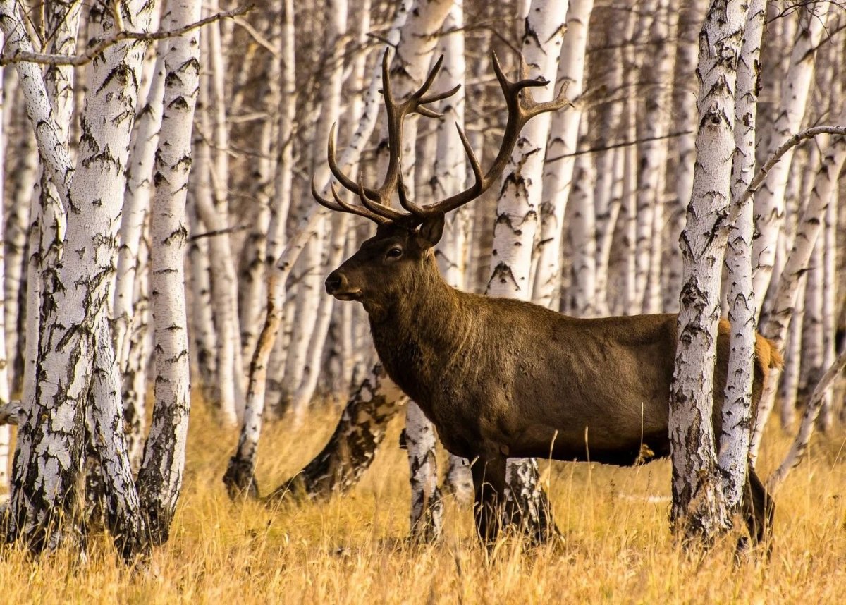 Амурский Изюбр