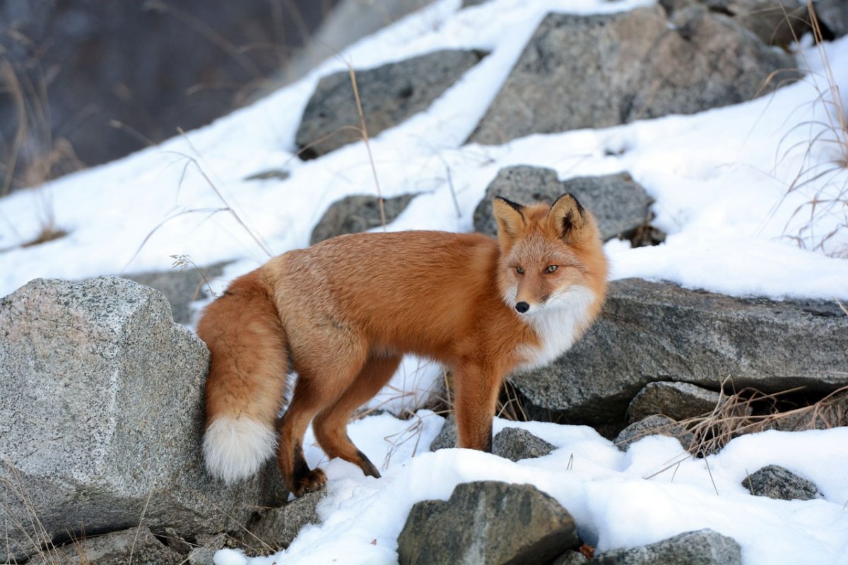 Лиса в Самарской области
