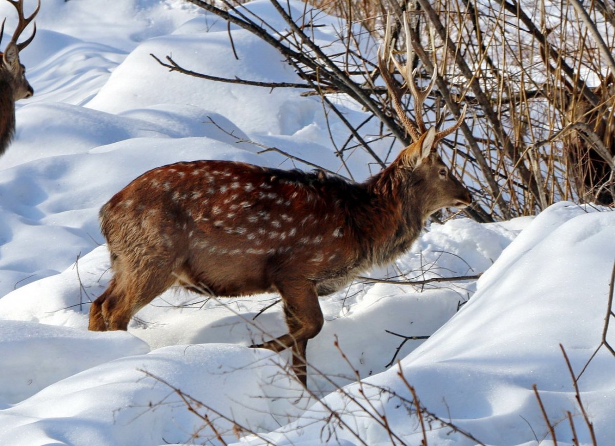 Висимский заповедник косуля