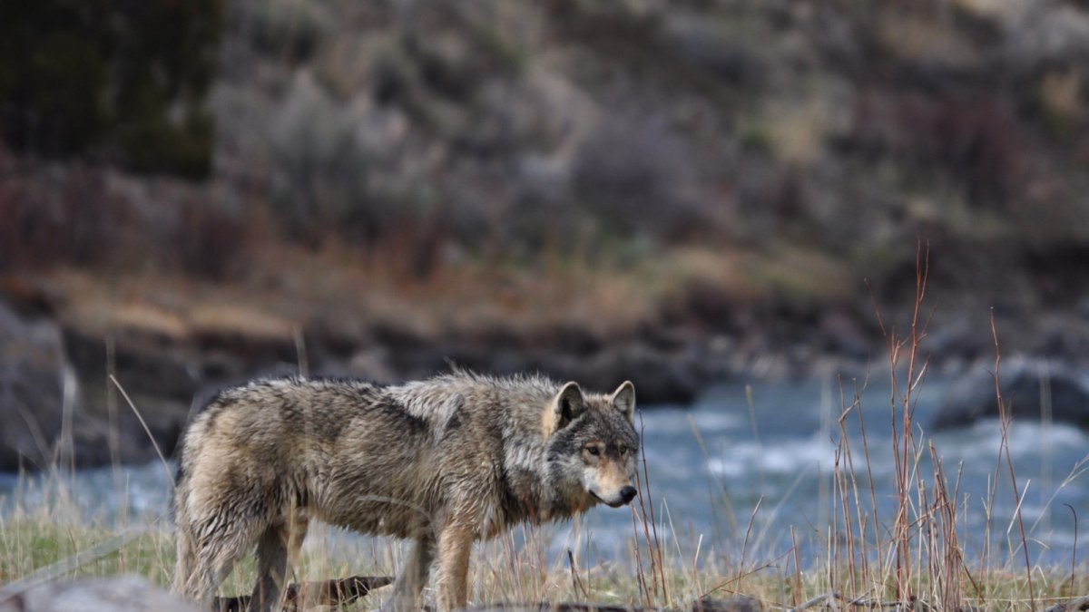 Ильменский заповедник волк