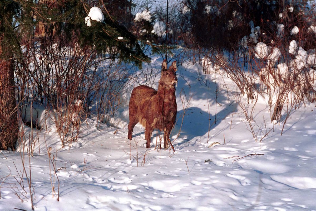 Сибирская кабарга Рысь
