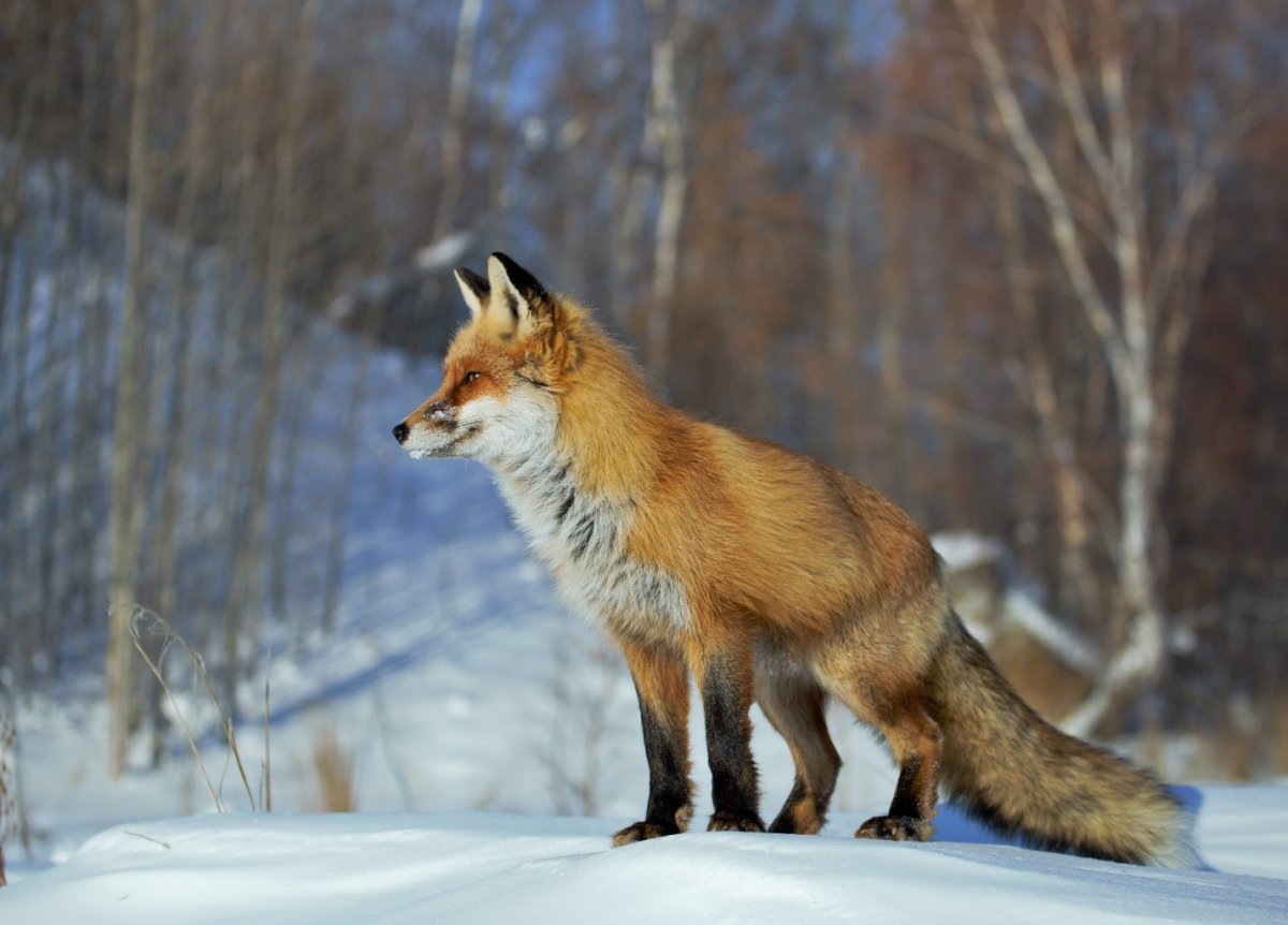 Забайкальский национальный парк фауна