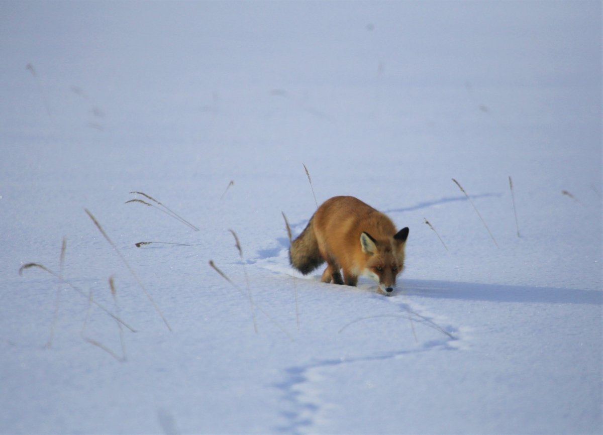 Животные тайги Забайкальского края