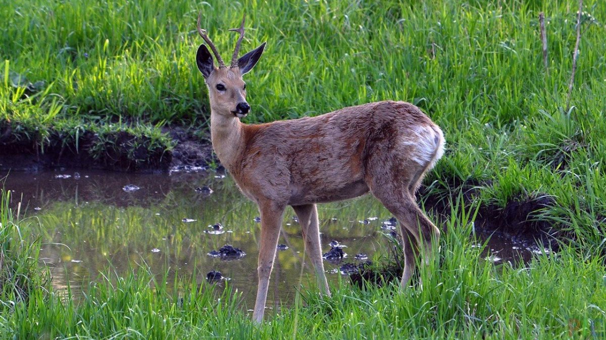 Сибирская косуля capreolus pygargus