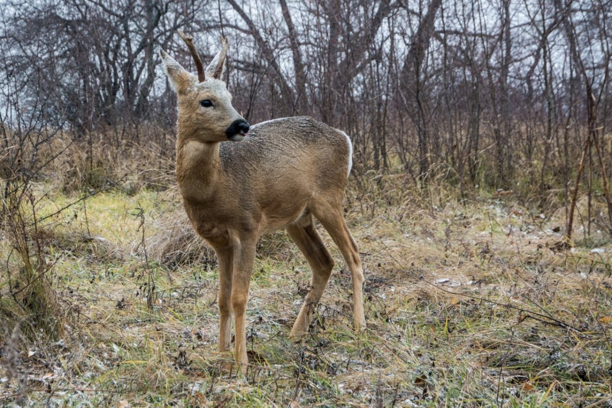 Баргузинский заповедник косуля