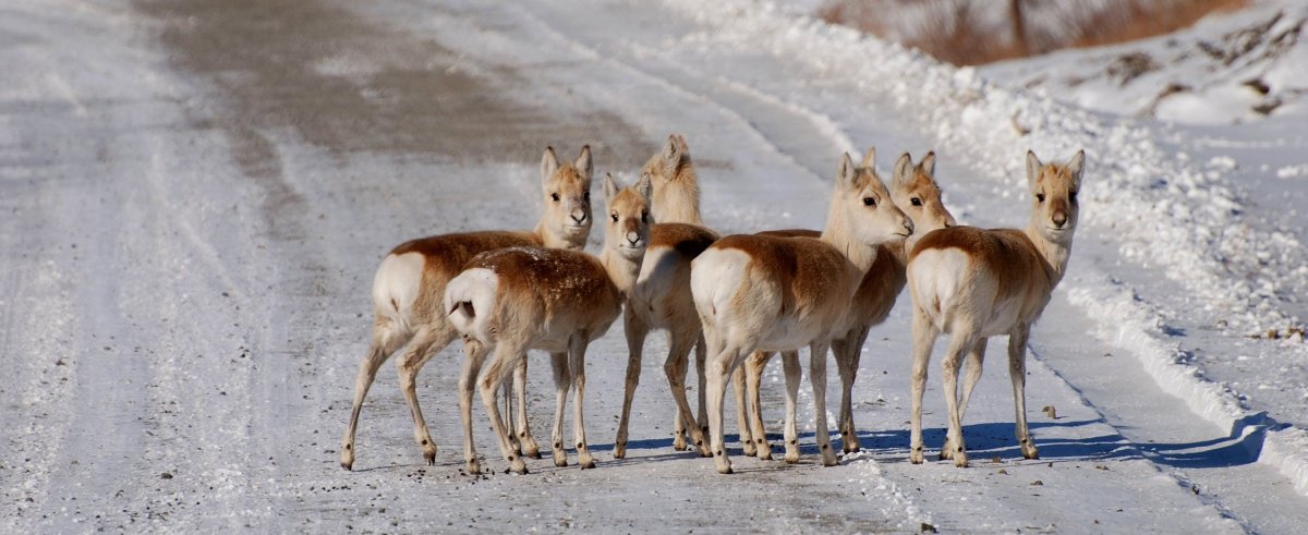 Дзерены в Забайкалье