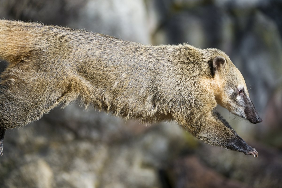 Сумчатый енот коати