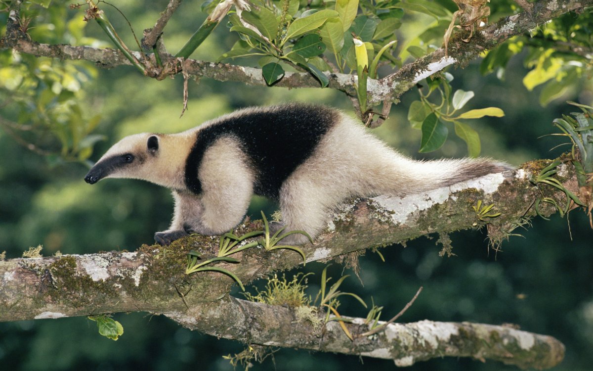 Муравьед тамандуа