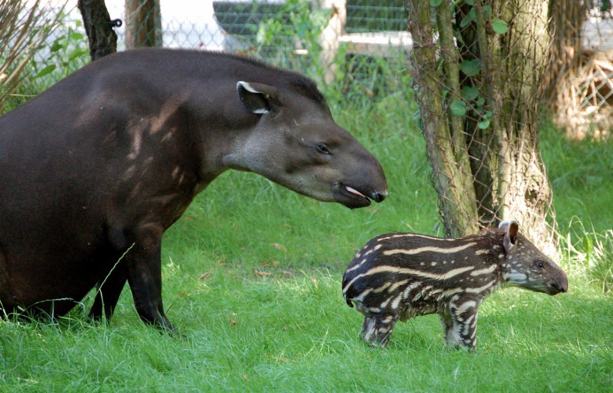 Бразильский (Равнинный) тапир