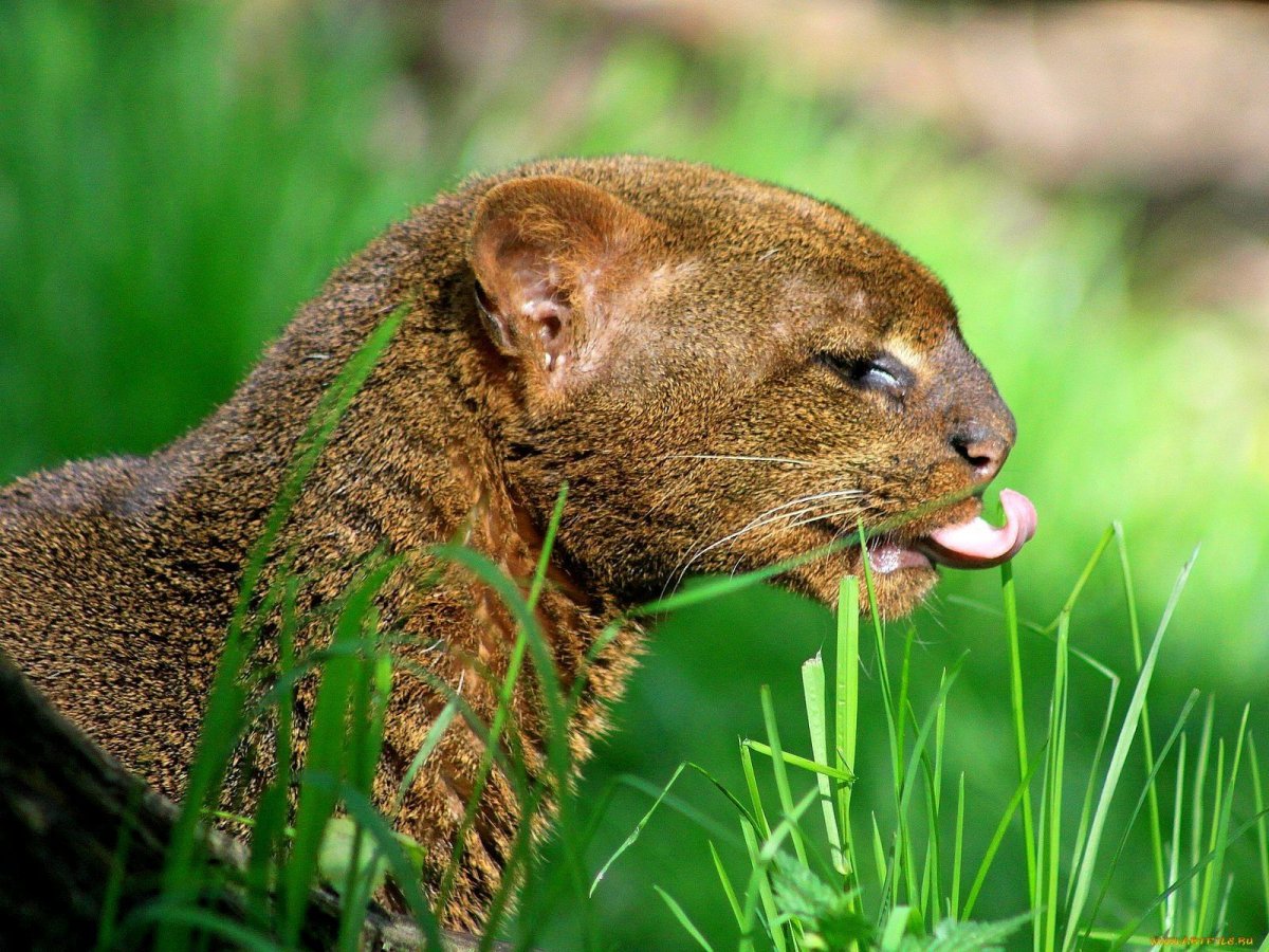 Пума ягуарунди