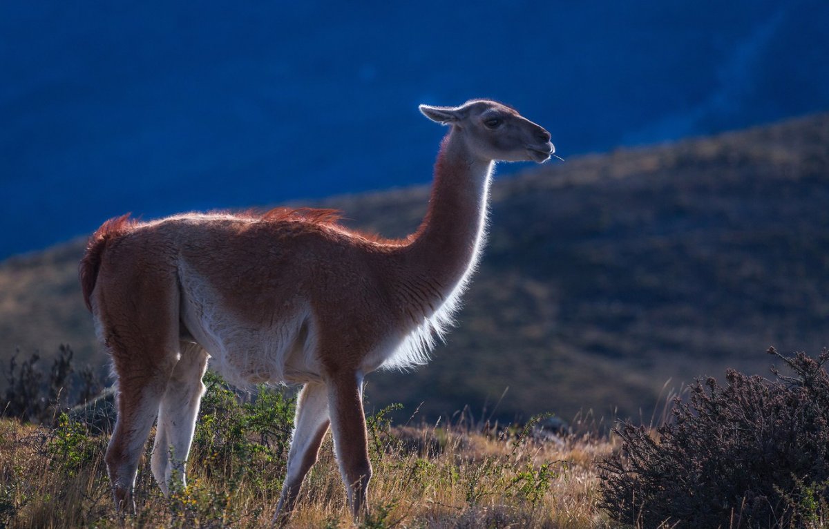 Гуанако Южная Америка