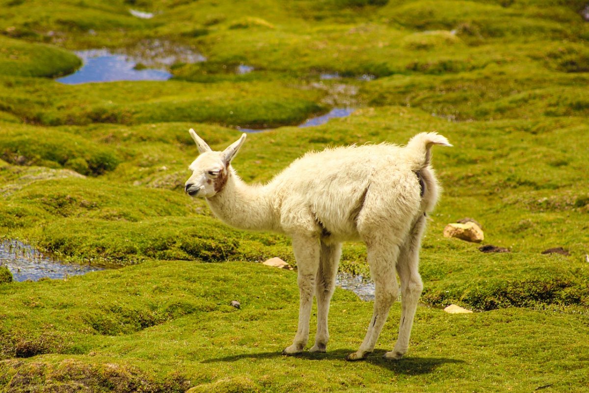 Животные Южной Америки Викунья