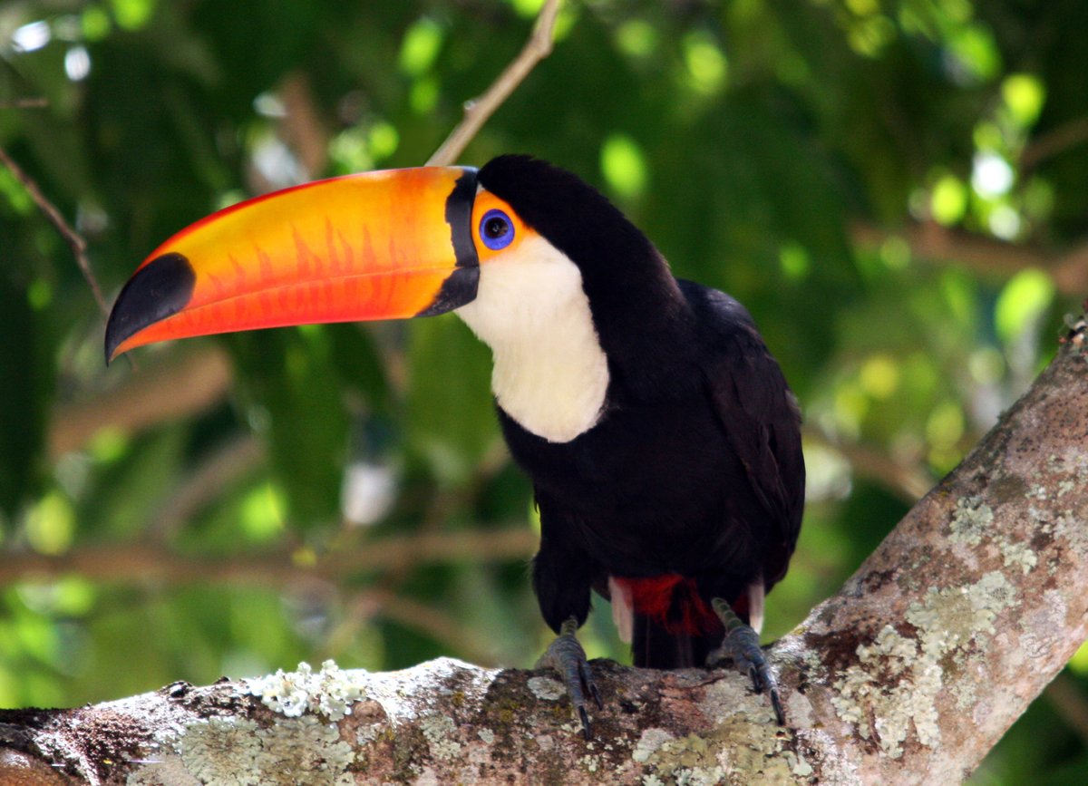Южной американский Тукан