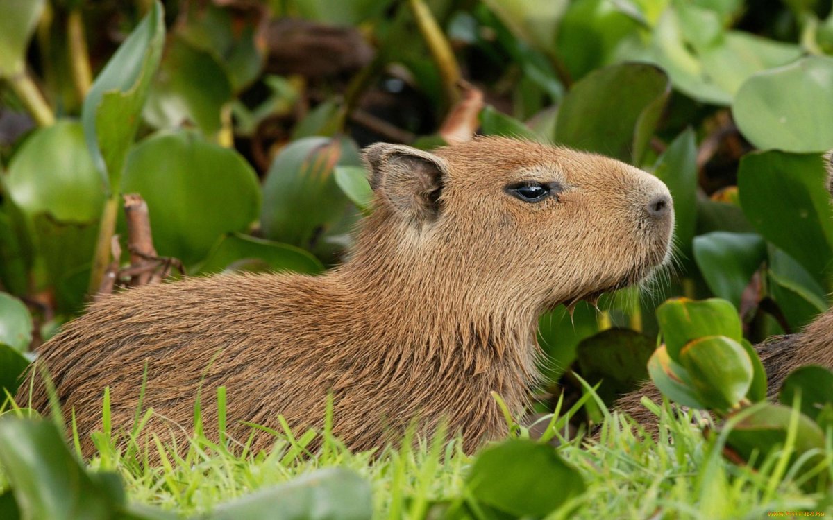 Грызун капибара