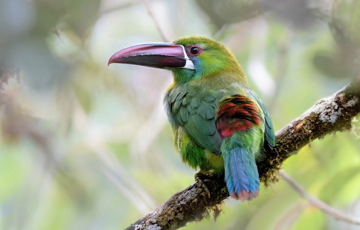 Зеленый Тукан