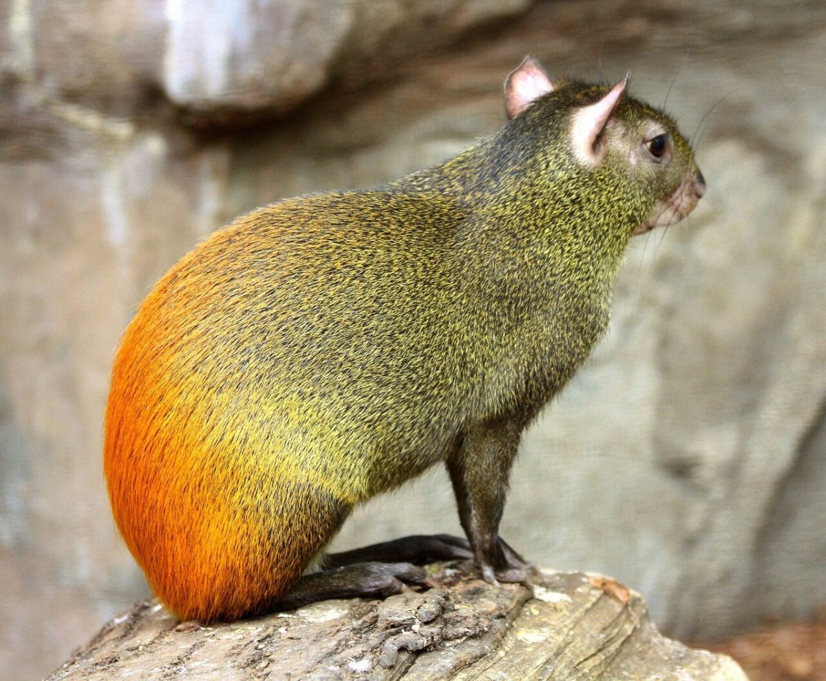 Агути хохлатый