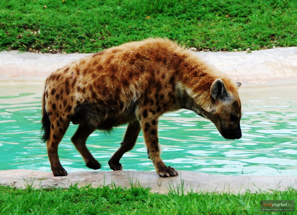 Майами Дикие животные