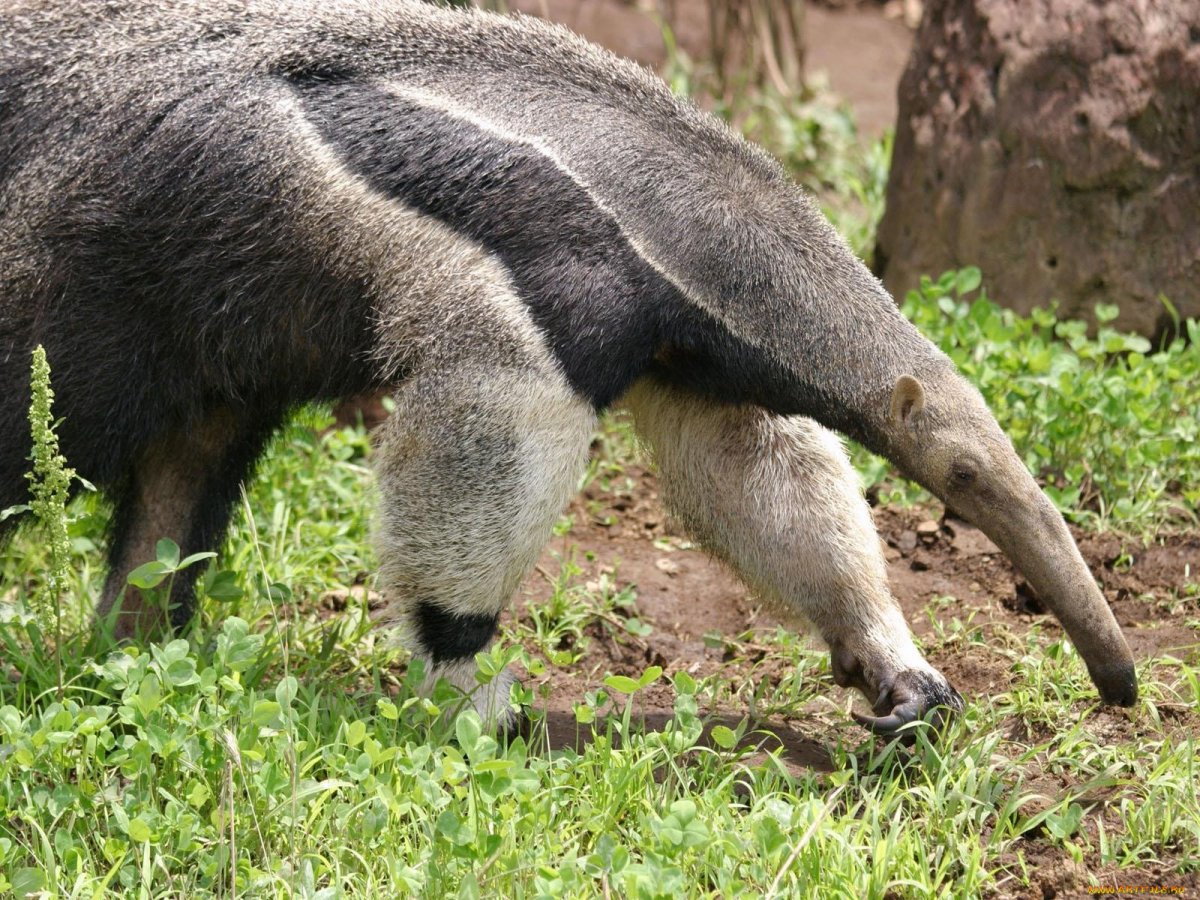 Муравьед Юруми