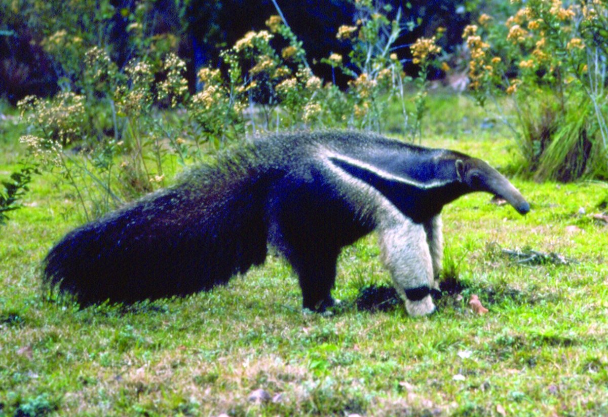 Пантанал гигантский муравьед