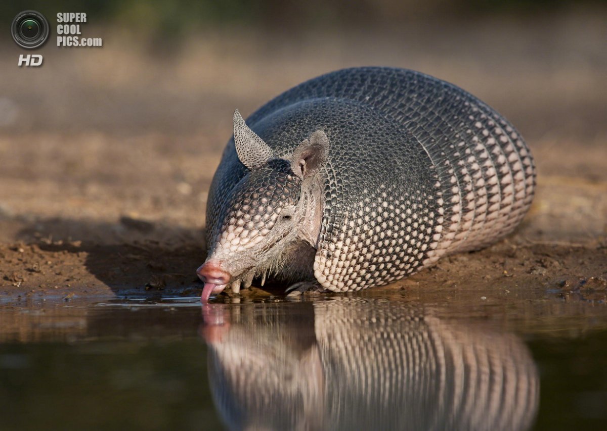 Броненосец великан