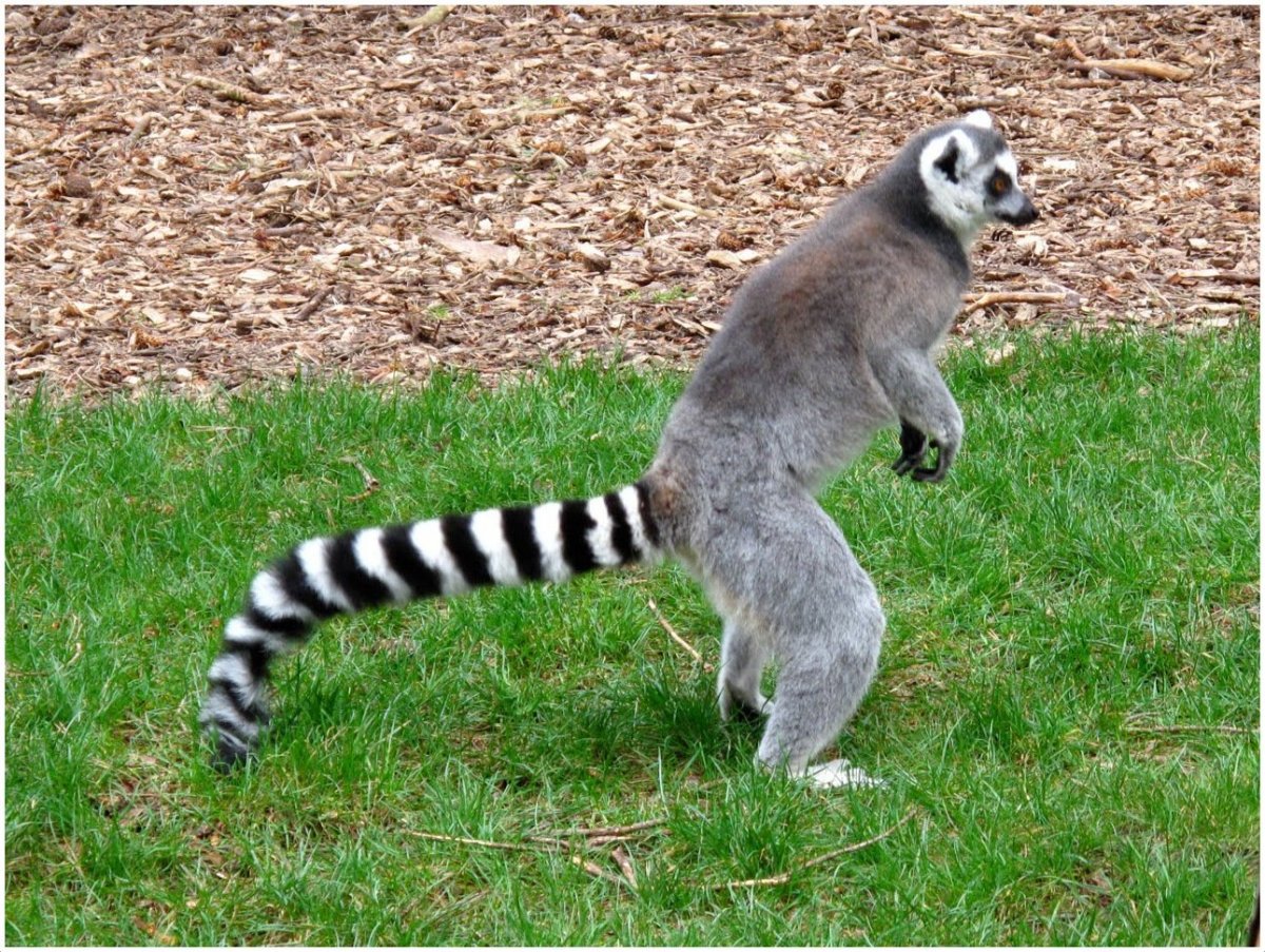 Кольцехвостый лемур Джулиан
