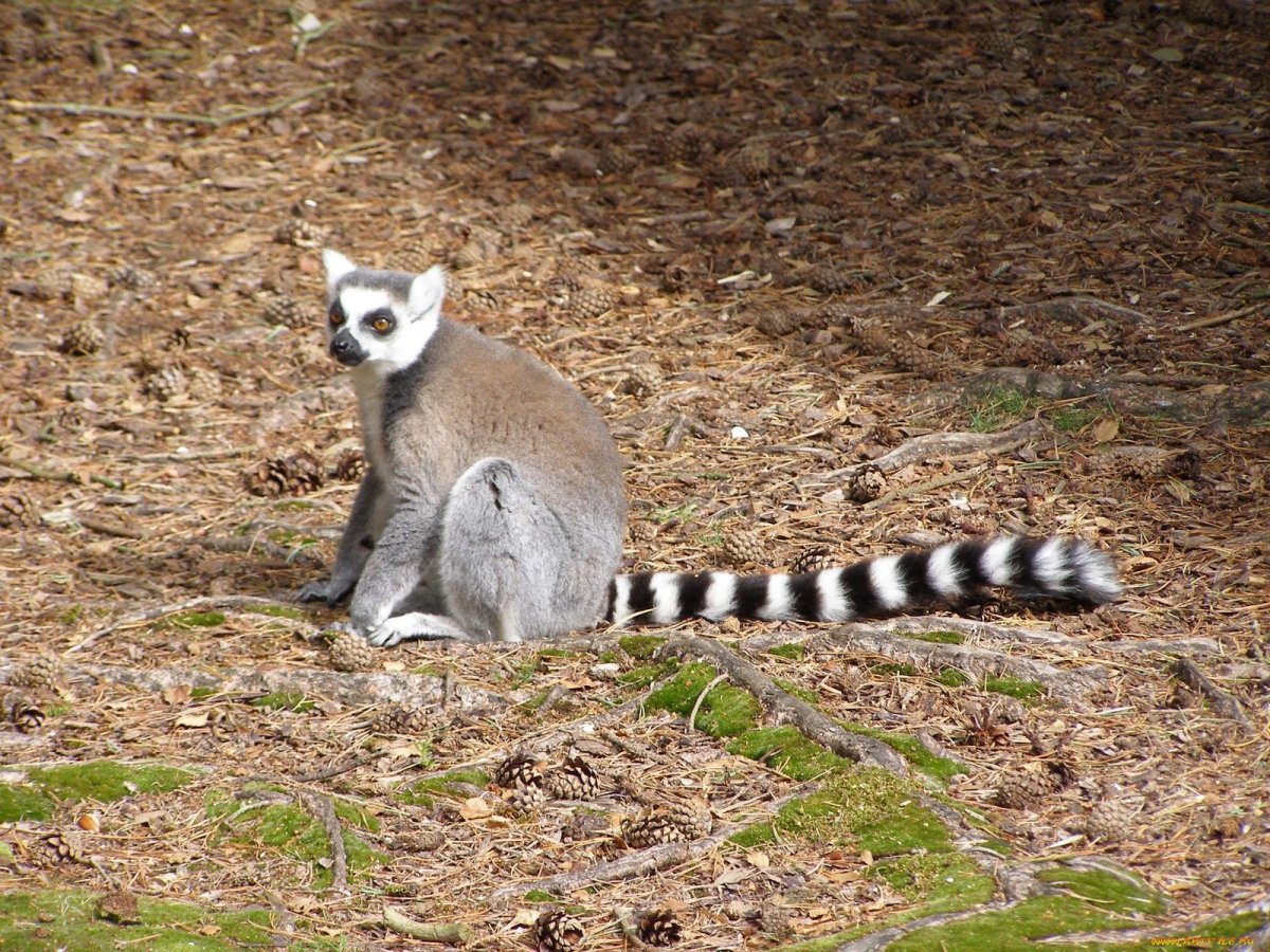 Зверек с полосатым хвостом