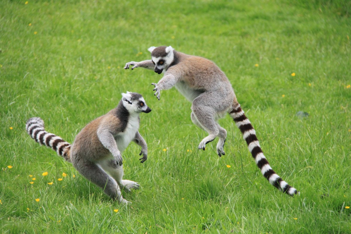 Животное Южной Америки с полосатым хвостом