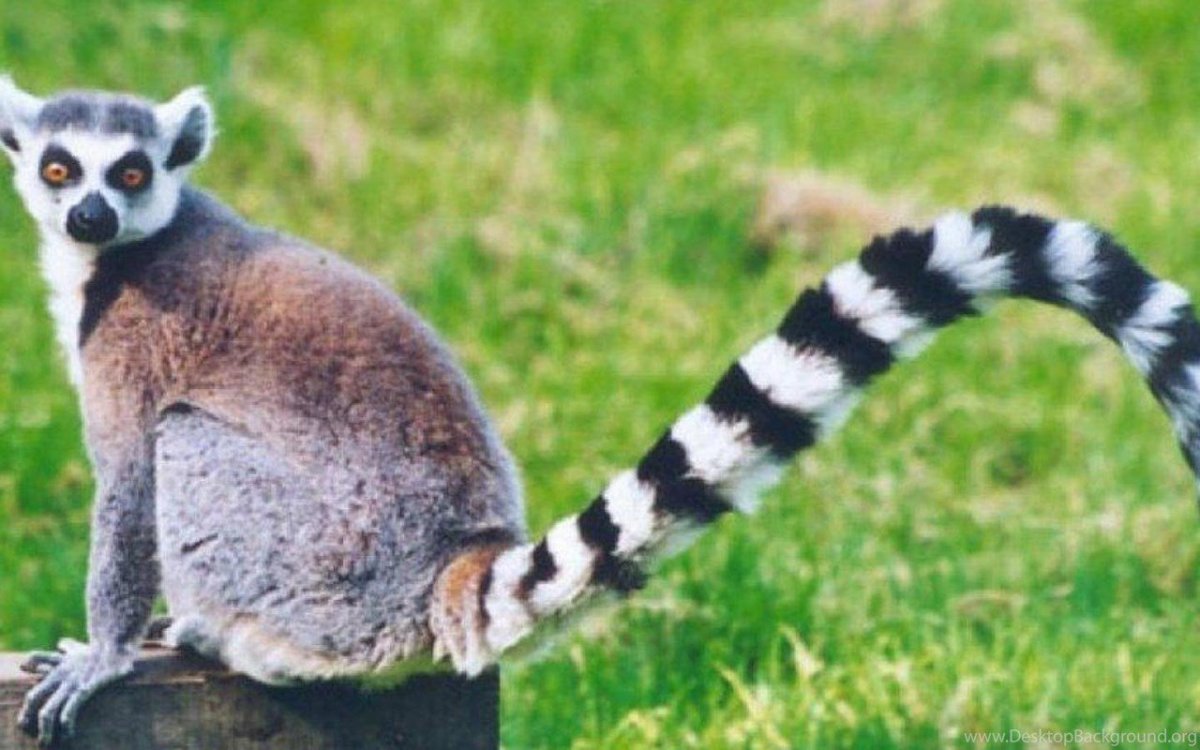 Кольцехвостый лемур