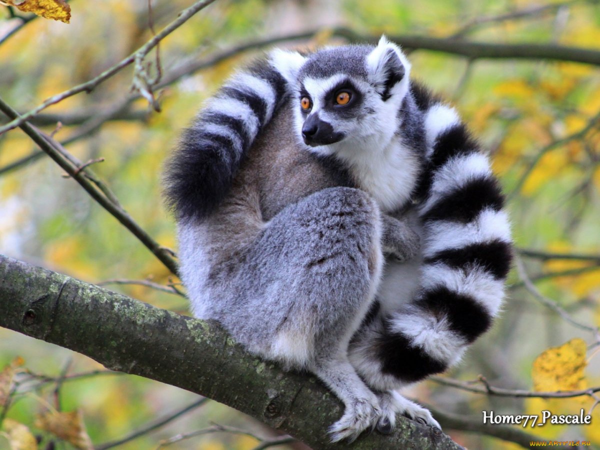 Кошачий лемур ареал