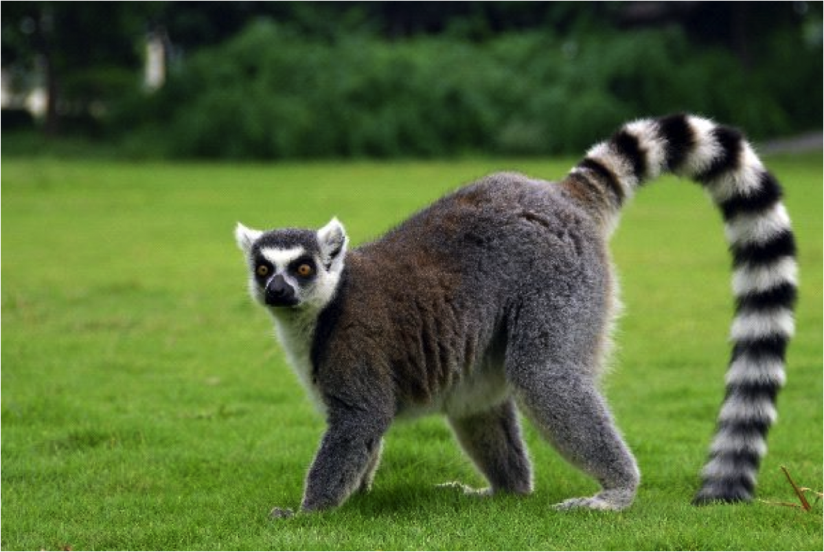 Лемур с полосатым хвостом