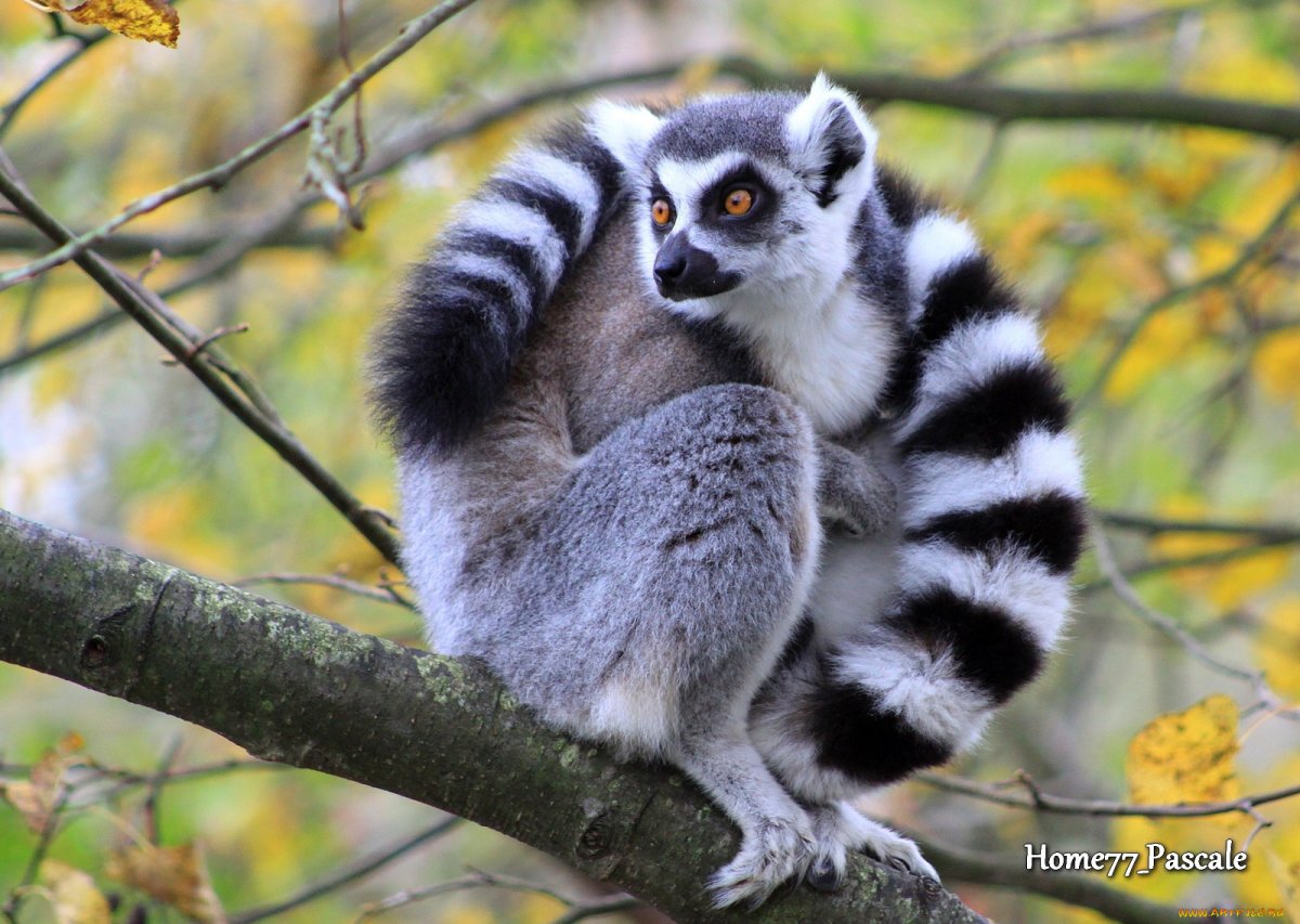 Лемур с полосатым хвостом