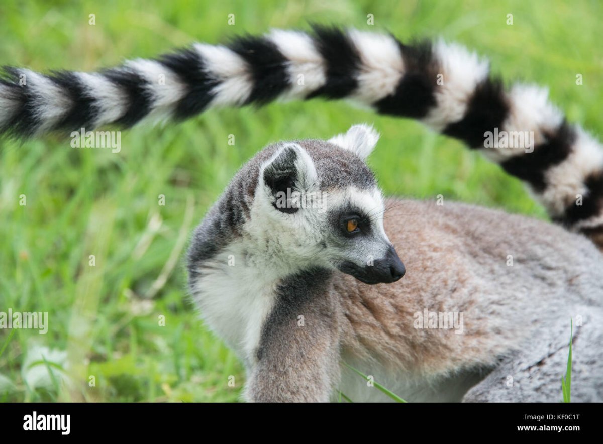 Коричневое животное с полосатым хвостом