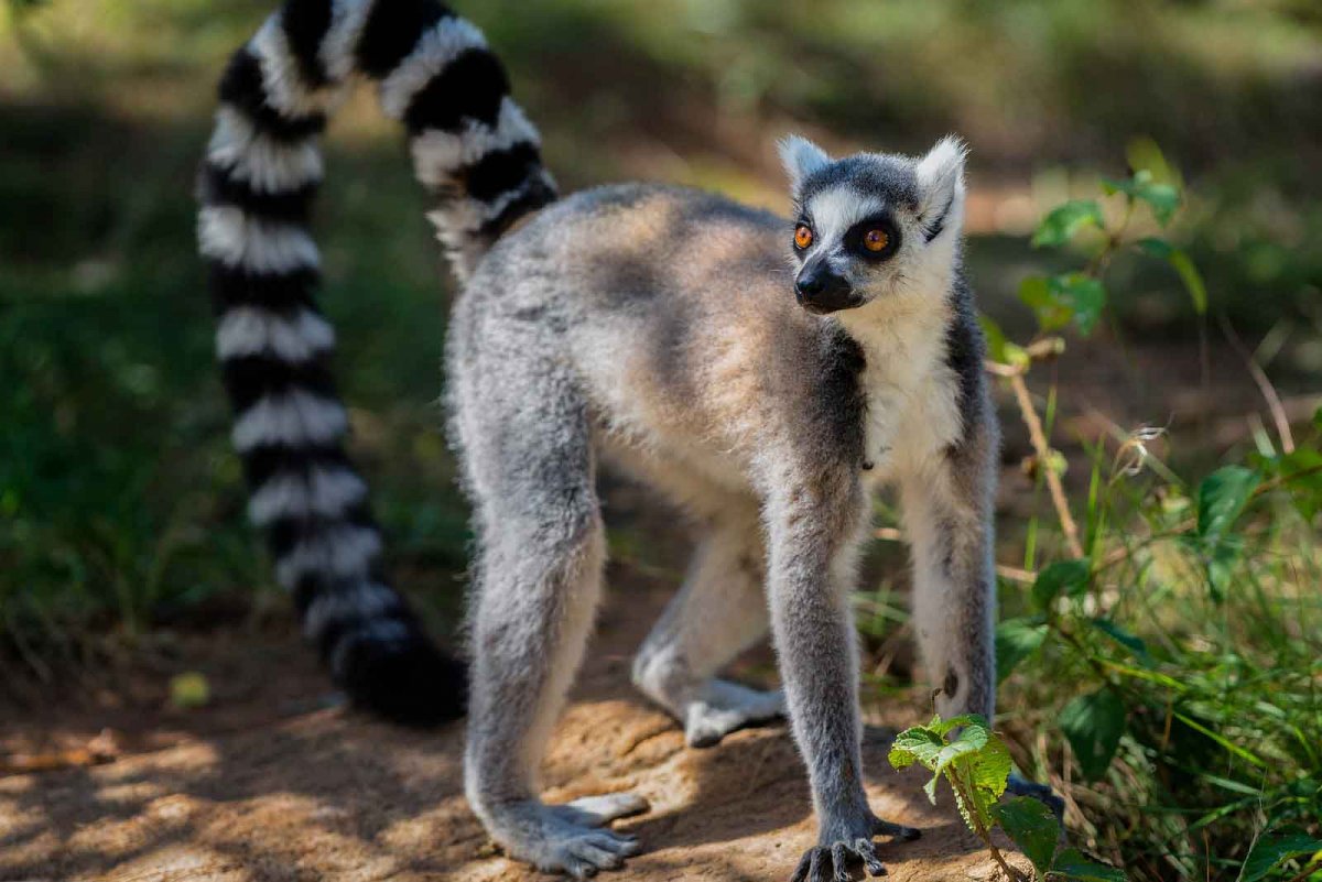Кольцехвостый лемур Джулиан