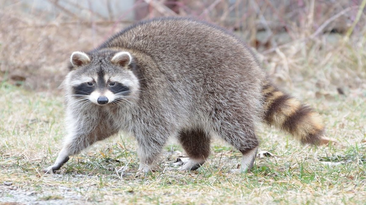 Грызуны с полосатым хвостом