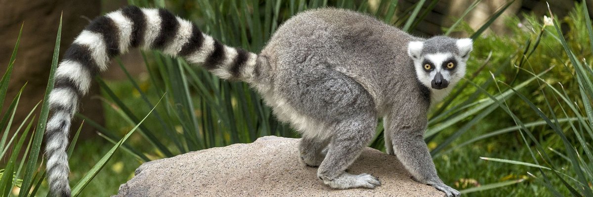 Лемур ареал
