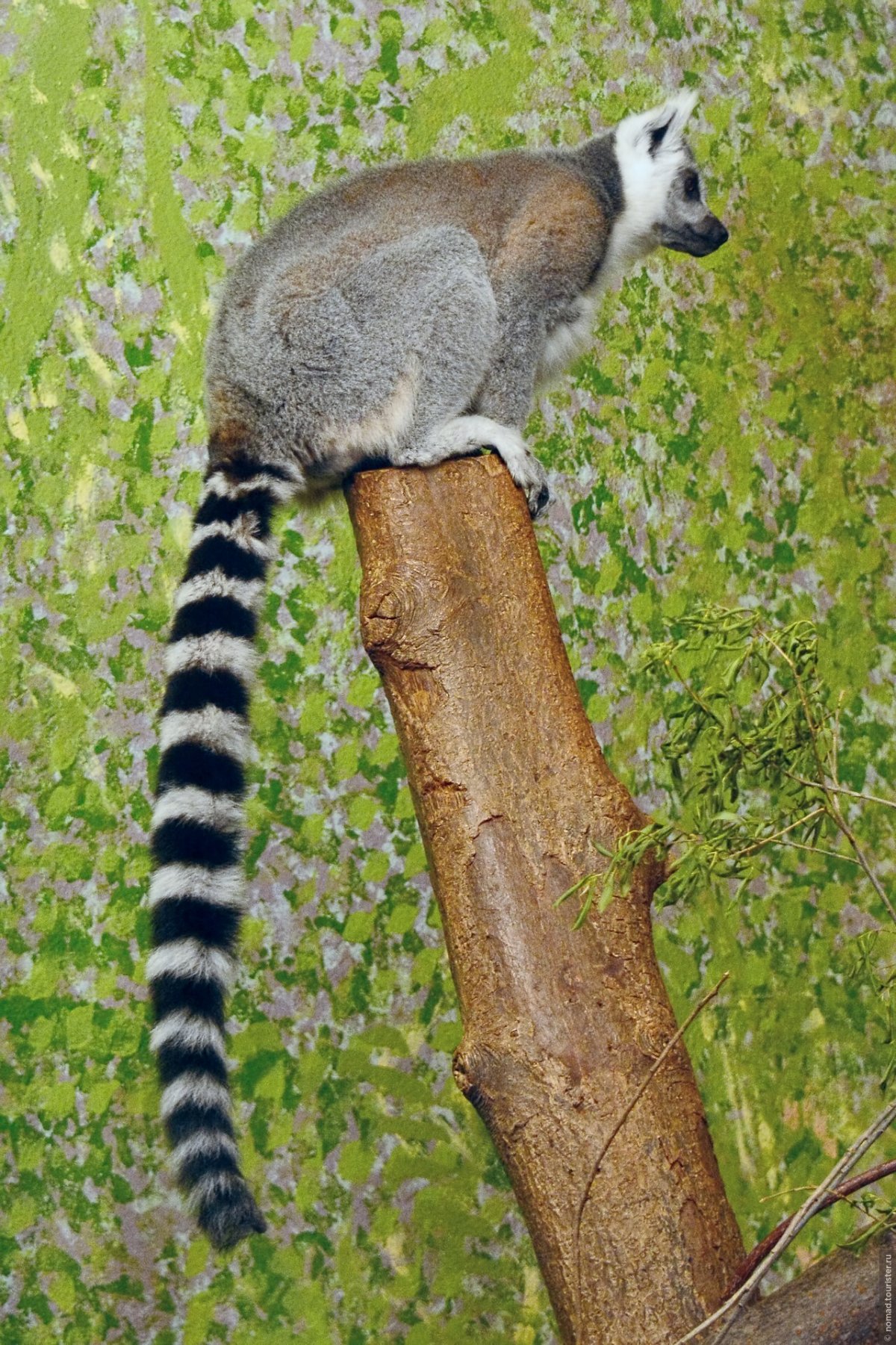 Енот какомицли