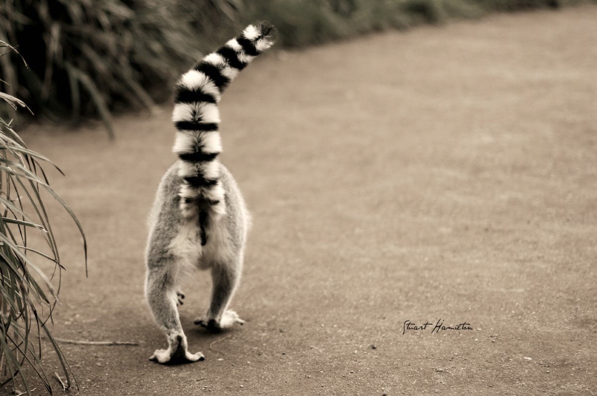 В Африке с полосатым хвостом