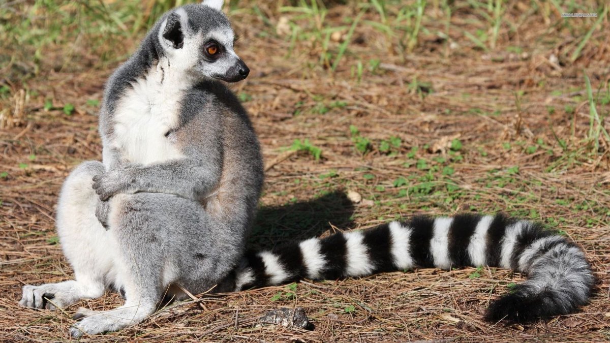 Лемур кошачий Ring-tailed Lemur